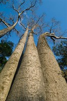 Baobab Trees, Ampijoroa-Ankarafantsika NP, MADAGASCAR Fine Art Print