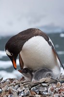 Gentoo Penguins, Neko Harbor, Antarctica Fine Art Print