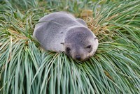 Antarctic Fur Seal, Hercules Bay, South Georgia, Antarctica Fine Art Print