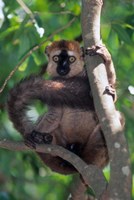Brown Red-fronted Lemur, Primate, Madagascar Fine Art Print