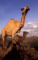 Dromedary Camel, Mother and Baby, Nanyuki, Kenya Fine Art Print