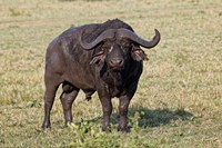 African buffalo wildlife, Maasai Mara, Kenya Fine Art Print