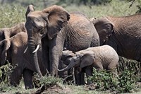 African Elephant herd with babies, Maasai Mara, Kenya Fine Art Print