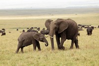 Herd of African elephants, Maasai Mara, Kenya Fine Art Print