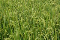 Agriculture, Rice field, near Guilin, China Fine Art Print