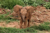 Baby Africa elephant, Samburu National Reserve, Kenya Fine Art Print