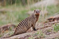 Banded Mongoose wildlife, Maasai Mara, Kenya Fine Art Print