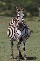 Zebra, Maasai Mara, Kenya Fine Art Print