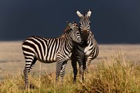 Burchell's Zebra, Maasai Mara, Kenya Fine Art Print