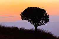 Candelabra Tree, sunrise, Ngorongoro Crater, Tanzania Fine Art Print