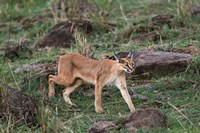 Caracal wildlife, Maasai Mara, Kenya Fine Art Print