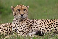Cheetah resting, Maasai Mara, Kenya Fine Art Print