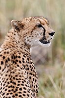 Cheetah profile, Maasai Mara, Kenya Fine Art Print