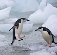 Chinstrap Penguins on ice, Antarctica Fine Art Print