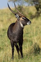 Common Waterbuck wildlife, Maasai Mara, Kenya Fine Art Print