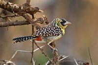 D'Arnaud's Barbet bird, Samburu Reserve, Kenya Fine Art Print