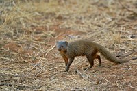 Dwarf Mongoose, Samburu Game Reserve, Kenya Fine Art Print
