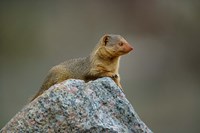 Dwarf Mongoose, Serengeti National Park, Tanzania Fine Art Print