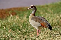 Egyptian Goose, Samburu Game Reserve, Kenya Fine Art Print