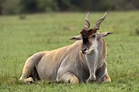 Eland (Taurotragus oryx) Kenya's largest antelope Fine Art Print
