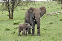 Female African Elephant with baby, Serengeti National Park, Tanzania Fine Art Print