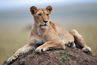 Female lion on termite mound, Maasai Mara, Kenya Fine Art Print