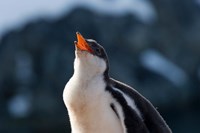 Gentoo Penguin chick, Neko Harbor, Antarctica Fine Art Print