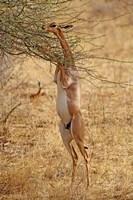 Gerenuk antelope, Samburu Game Reserve, Kenya Fine Art Print
