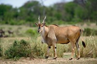 Giant Eland wildlife, Serengeti National Park, Tanzania Fine Art Print