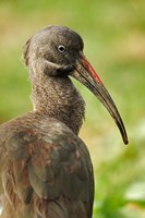 Hadada Ibis bird, Samburu National Reserve, Kenya Fine Art Print