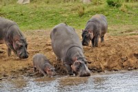Hippopotamus, Serengeti National Park, Tanzania Fine Art Print
