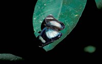 Butterfly on leaf, Gombe National Park, Tanzania Fine Art Print