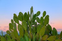 Dry Forest, Berenty National park, Toliara, Madagascar Fine Art Print