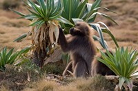 Gelada Baboons With Giant Lobelia, Simen National Park, Northern Ethiopia Fine Art Print