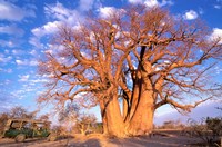 Baobab, Okavango Delta, Botswana Fine Art Print