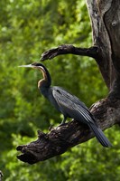 African Darter perched Chobe NP, Kasane, Botswana, Africa Fine Art Print