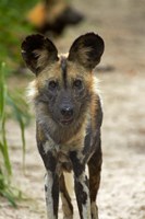 African Wild Dog near Hwange NP, Zimbabwe, Africa Fine Art Print