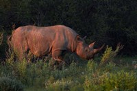 Black rhinoceros Diceros bicornis, Etosha NP, Namibia, Africa. Fine Art Print