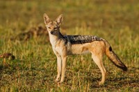 Black-backed Jackal, Maasai Mara Wildlife Reserve, Kenya Fine Art Print