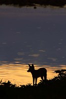 Black-backed jackal, Okaukuejo waterhole, Etosha NP, Namibia, Africa. Fine Art Print