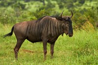 Blue wildebeest, Kruger National Park, South Africa Fine Art Print