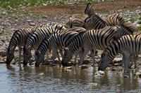 Burchells zebra at Okaukuejo waterhole, Etosha NP, Namibia, Africa. Fine Art Print