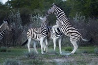Burchell's zebra fighting, Etosha National Park, Namibia Fine Art Print