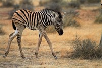 Burchells zebra foal, burchellii, Etosha NP, Namibia, Africa. Fine Art Print