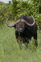 Cape buffalo, Hwange National Park, Zimbabwe, Africa Fine Art Print