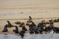 Cape Fur Seal colony at Pelican Point, Walvis Bay, Namibia, Africa. Fine Art Print