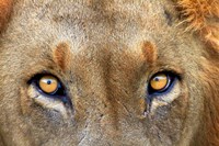 Close-up of Male Lion, Kruger National Park, South Africa. by David Wall - various sizes, FulcrumGallery.com brand