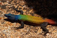 Common flat lizard on Malindidzimu hill, Matobo NP, Zimbabwe, Africa Fine Art Print