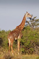 Giraffe, Giraffa camelopardalis, Maasai Mara wildlife Reserve, Kenya. Fine Art Print