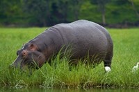 Hippo and Cattle Egret by Chobe River, Chobe NP, Botswana, Africa Fine Art Print